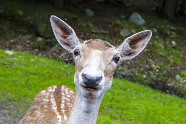 Parc Oméga - Niveau 2e année