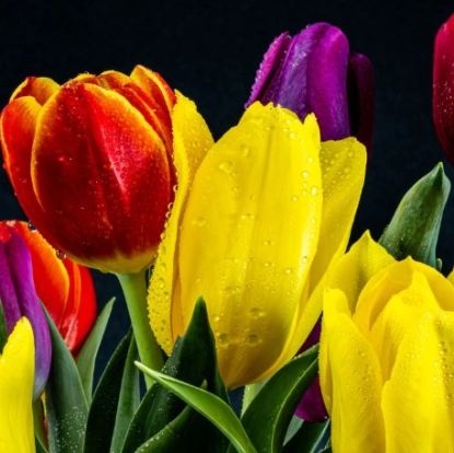 Campagne de financement- Bulbes de tulipes